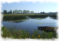 wetlands preservation